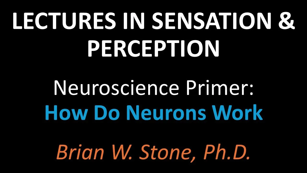 Sensation and Perception - Neuro Primer Pt1 - How Do Neurons Work