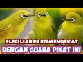 Download Lagu suara pikat pleci liar terbaik untuk mengundang koloni
