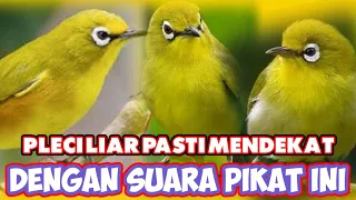 Download suara pikat pleci liar terbaik untuk mengundang koloni MP3