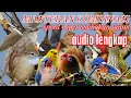 Download Lagu SUARA BURUNG MASTERAN KOMBINASI SIKATAN LONDO SPEED RAPET TEMBAKAN TAJAM