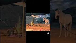 قصيده بالفوى مع الجماعه  قصيده بالفوى مع الجماعه