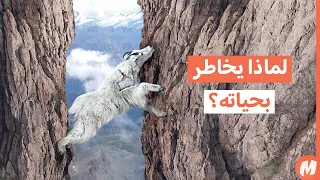 لماذا يخاطر الماعز الجبلي بحياته  دندنها