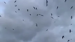 مشهد للمونتاج أسراب طيور غيوم بدون صوت 