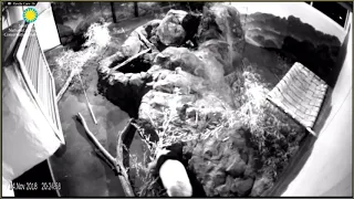 Night Time Sounds at the Panda House Mei Xiang Has the Hiccups 11-14-2018