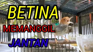 prenjak betina gacor ngerol cocok buat pancingan prenjak susah bunyi maupun masteran burung lain 