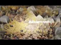 Fakear - About You (Official Visualizer)