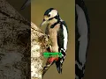 Download Lagu The Drumming Masters | Woodpeckers | Woodpecker Bird