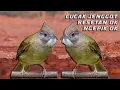 Download Lagu Pancingan Cucak Jenggot Full Beset
