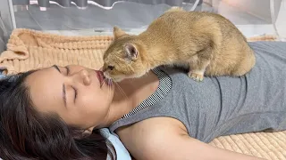 A female cat was so anxious that she thought the beautiful owner was dead!The cat woke up the beauty
