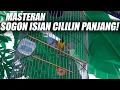 Download Lagu MASTERAN SOGON ISIAN CILILIN PANJANG GACOR PALING COCOK UNTUK MENCETAK BAHAN MATERI JUARA ISTIMEWA!!