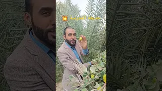 حديقه المدرسة 