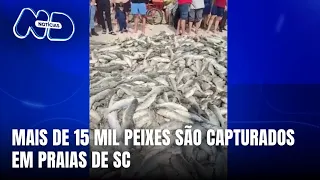 Pescadores capturam 15 mil peixes em Palhoça e Florianópolis