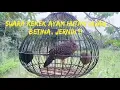 Download Lagu Suara Ayam Hutan Hijau betina memanggil pejantan