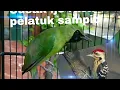 Download Lagu Cucak Ijo isian pelatuk sampit