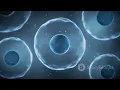 Unlocking the Secrets of Cell Division A Visual Journey