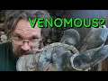 Download Lagu Venomous Snakes Reproducing in our Woodshed?