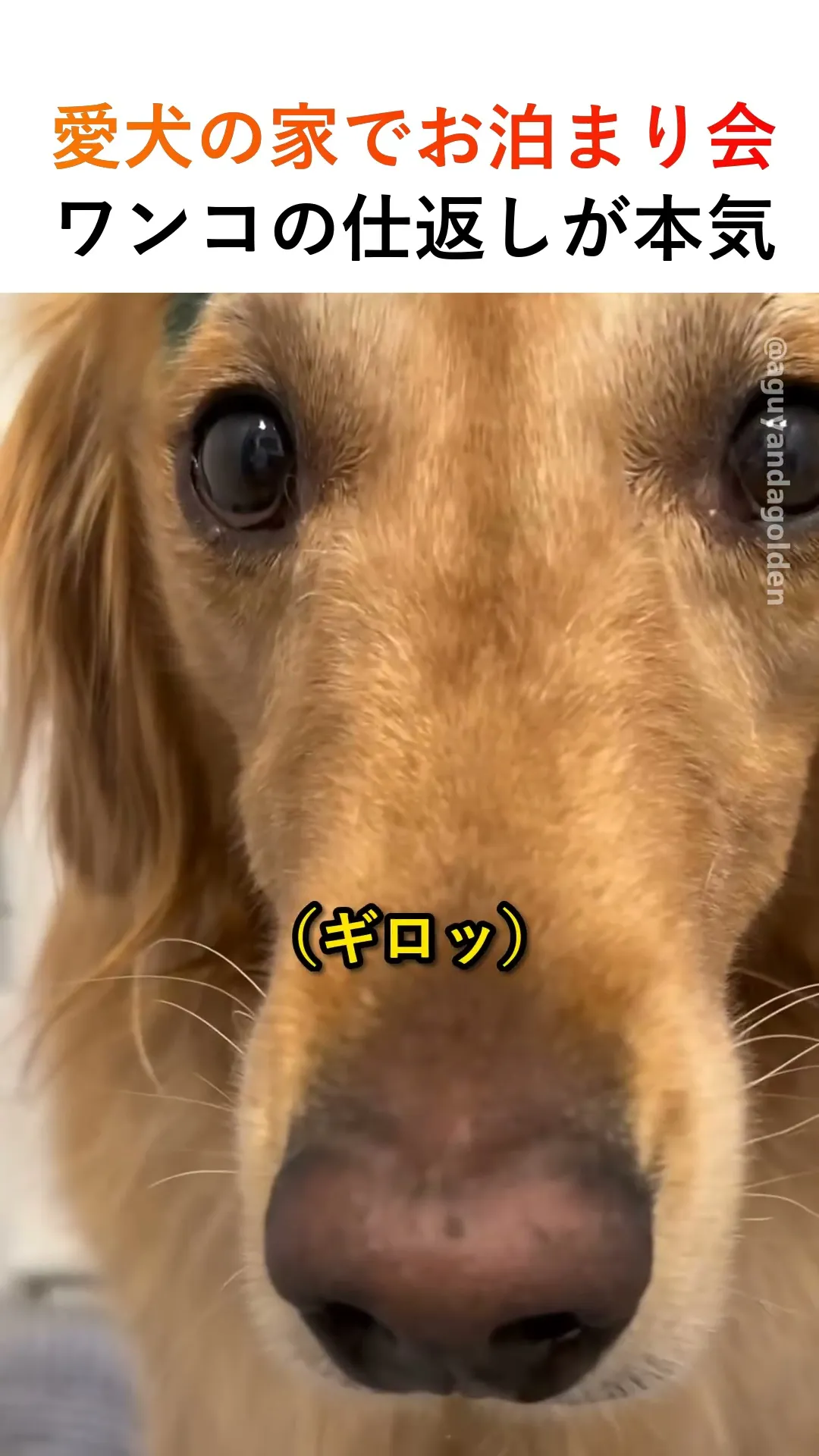 愛犬の家でお泊まり会、ワンコの仕返しが本気