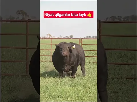 BULLS #farm #farming #animals #geremfort #anggus #avlikol #semental #galishteyin #cow #bull #buqa