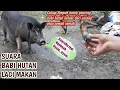 Lagu Suara babi hutan lagi makan||Cocok untuk panggil babi hutan dari sarang nya atau dari semak belukar