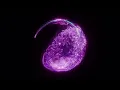 felix jaehn, Ray Dalton - Call It Love (LOVRA Remix) (Visualizer)