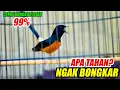 Pancingan Murai batu Gacor Nembak, Ampuh Naikkan Emosi Murai batu Malas Bunyi Cepat Gacor