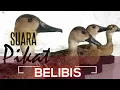 Download Lagu SUARA PIKAT BELIBIS || PANCINGAN BELIBIS UNTUK PIKAT || KLIK DAN BUKTIKAN KE AMPUHANNYA