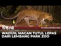 Download Lagu Bikin Panik Warga, Macan Tutul di Lembang Park Zoo Lepas | AKIS tvOne