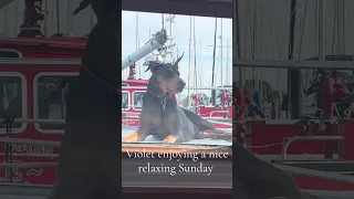 #fyp #dream #doberman #pets #boat