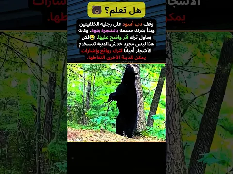 هل تعلم؟ الدب لم يخدش الشجرة... كان يترك رسالة! 🐻