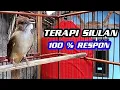 Download Lagu Terapi siulan kapas tembak ‼️100% Respon dan gacor