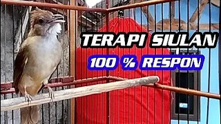 Download Terapi siulan kapas tembak ‼️100% Respon dan gacor MP3