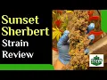 Sunset Sherbert Strain Review