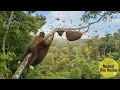 Lagu MASTERS of the Jungle Heights – The Deadly Skill of Wild Honey Harvesting