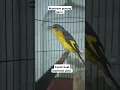 Download Lagu burung mantenan gunung gacor #kicaumanianusantara #mantenangunung #shortvideo