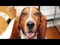 Tyrone The Basset Tribute