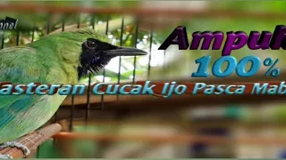 Download Ampuh 100% masteran  Terapi Cucak Ijo Pasca Mabung MP3