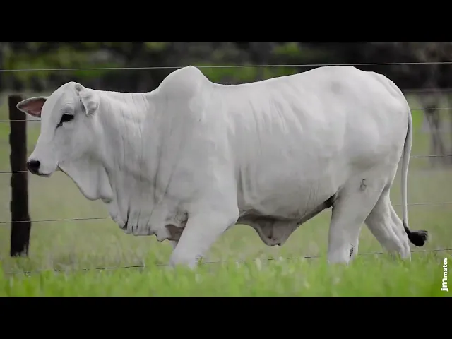 Novilha Nelore AFOM - 6308