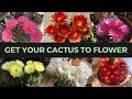How to Make a Cactus Bloom ABUNDANTLY Cactus Collection