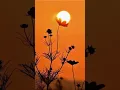 Download Lagu 🌞 “Magical Sun \u0026 Sky | Relaxing Aesthetic Nature SunAndSky #NatureLovers #SkyAesthetic #ViralNatur MP3