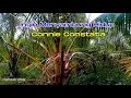 Download Lagu Ingin menyambung hidup. Connie Constatia. Lirik.