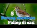 Download Lagu 5 jenis burung kecil yang cocok sekali untuk masteran murai batu ka kacer tledekan dan cucak ijo