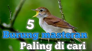 5 jenis burung kecil yang cocok sekali untuk masteran murai batu ka kacer tledekan dan cucak ijo