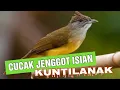 Download Lagu CUCAK JENGGOT ISIAN KUNTILANAK!!!
