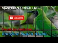 Download Lagu NEW!!! MASTERAN CUCAK IJO PILIHAN JURI SENASIONAL JUARA NO. 1 FULL ISIAN JERNIH