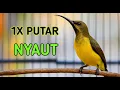 Download Lagu Sogon gacor, 1X putar langsung nyaut, pancingan sogon paling ampuh pasti nyaut
