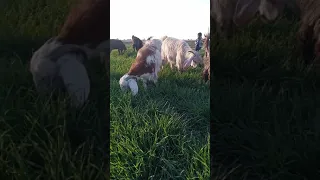 ماعز بندوقي 