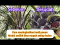 Lagu Cara meningkatkan hasil panen buah kelapa sawit bisa hemat biaya berkali kali lipat