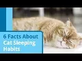 6 Facts About Cat Sleeping Habits