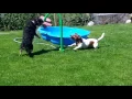Fun with a Crazy Daisy Dogs Water