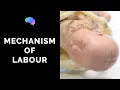Download Lagu Mechanism of Labour \u0026 Fetal Positions - OSCE Guide | UKMLA | CPSA | PLAB 2